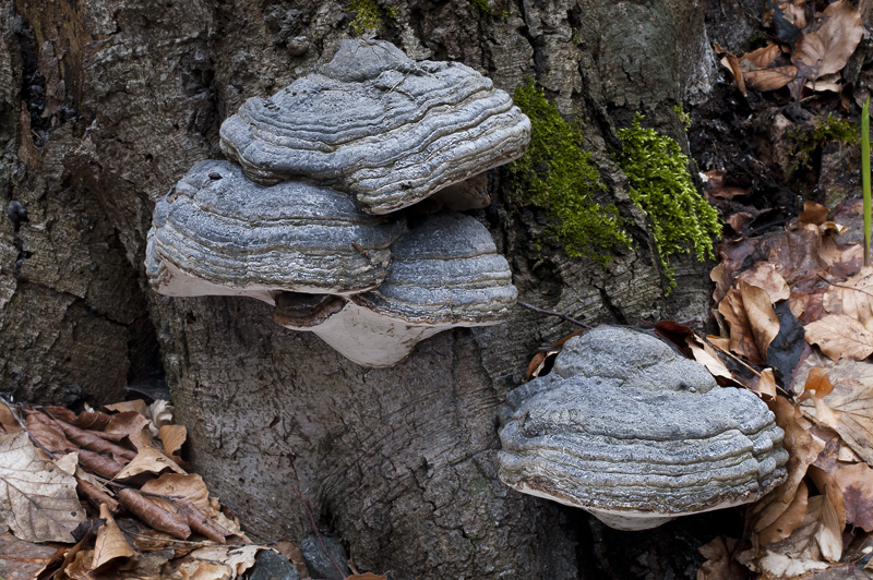 Fomes fomentarius